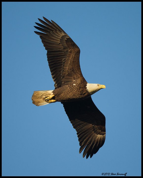 _2SB5788 american bald eagle.jpg